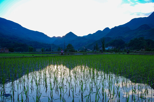 黑尔水田风光