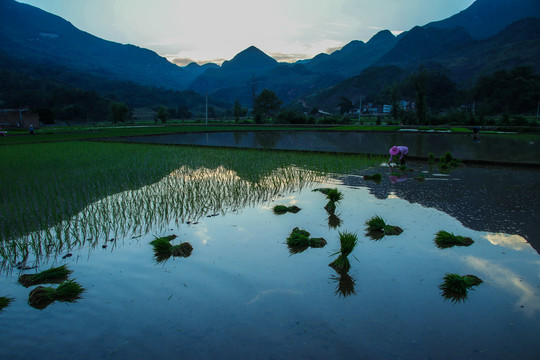 黑尔水田风光