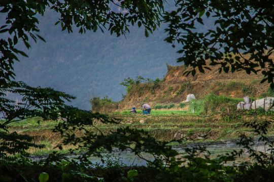 黑尔水田风光