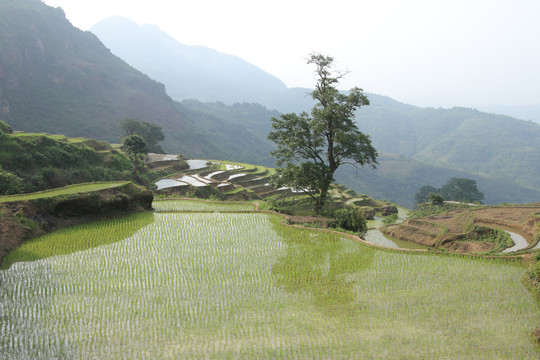 黑尔水田风光