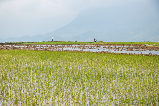 黑尔水田风光