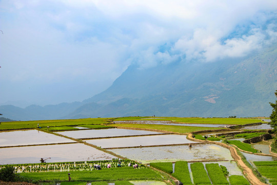 黑尔水田风光