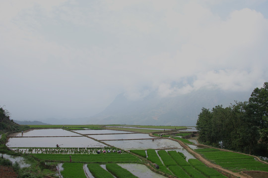 黑尔水田风光