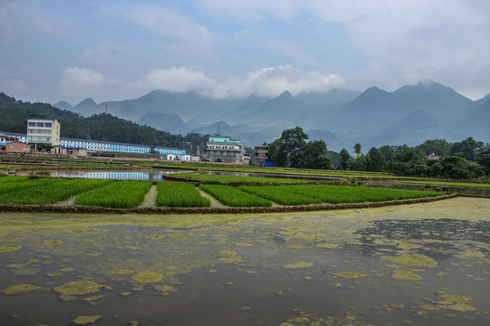 黑尔水田风光