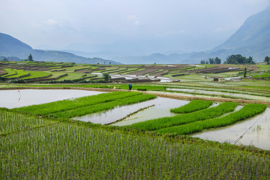 黑尔水田风光