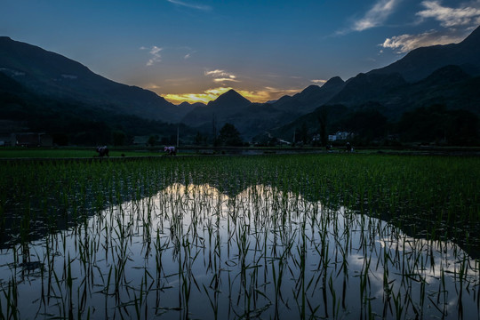 黑尔水田风光