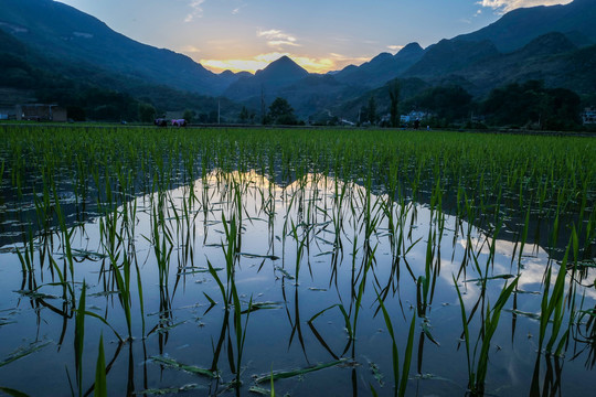 黑尔水田风光