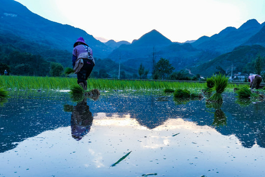 黑尔水田风光