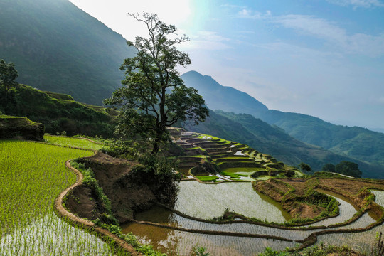 黑尔水田风光