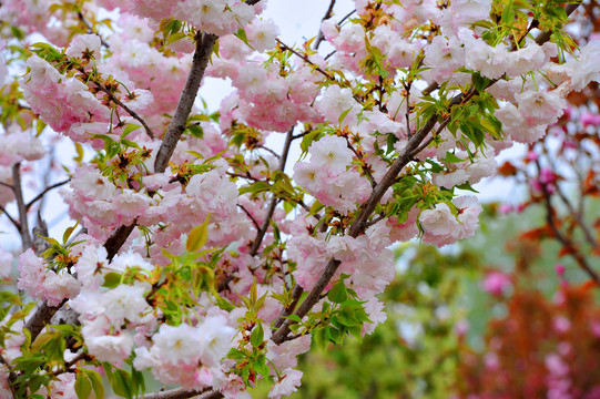 粉色樱花