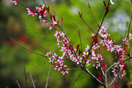 粉桃花