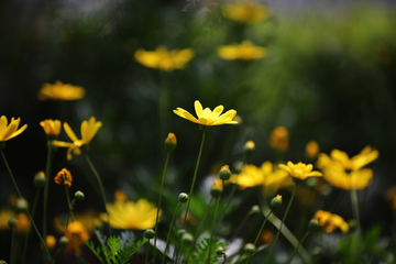 菊花草丛