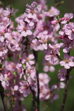 桃红鲜花