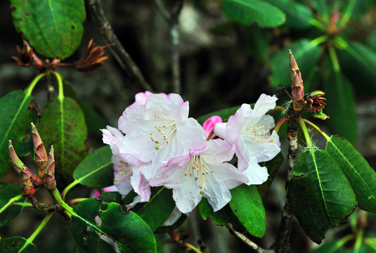 香格里拉杜鹃花