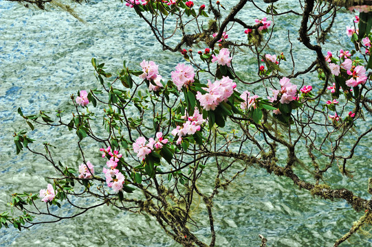 香格里拉杜鹃花