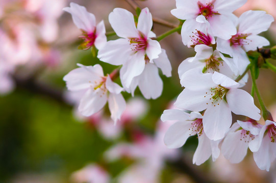 樱花