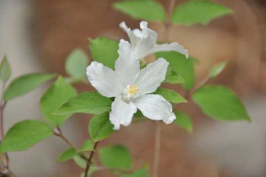 山谷里的白色小花