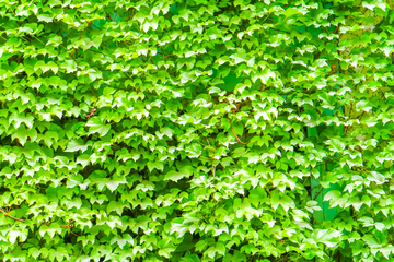 爬山虎植物墙