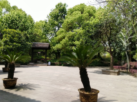 树木图片