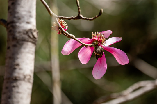 玉兰花