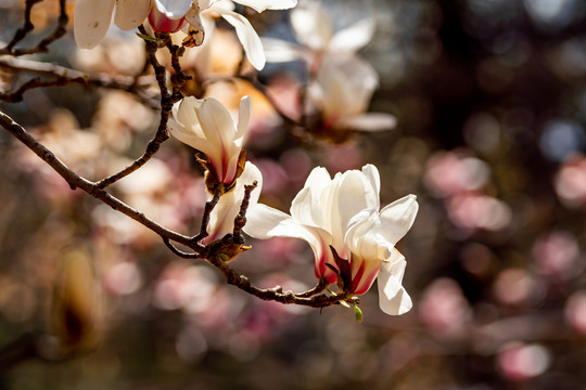 玉兰花