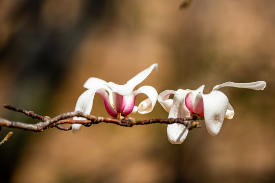 玉兰花