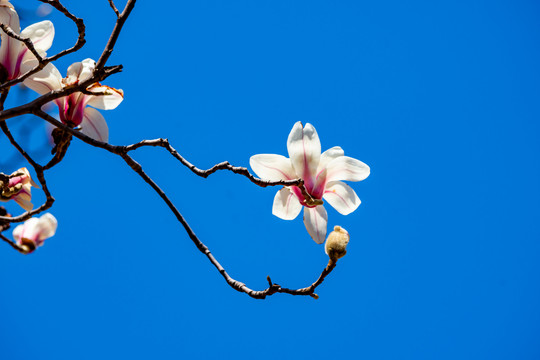 玉兰花