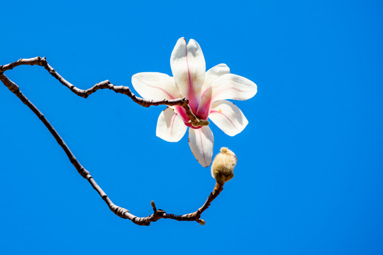 玉兰花