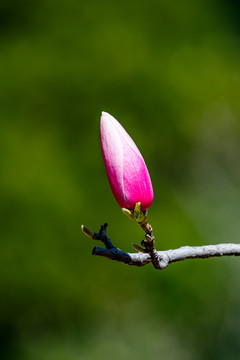 玉兰花