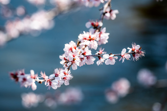 桃花