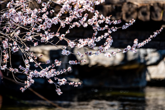 桃花
