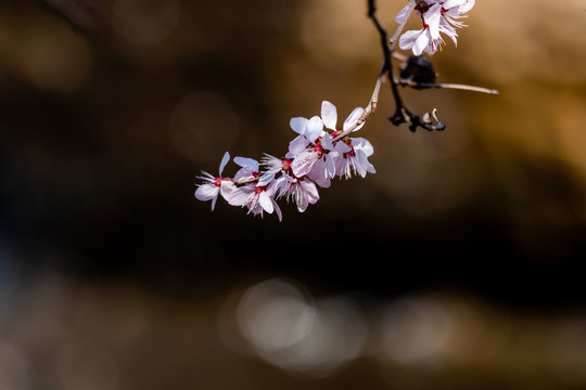 桃花