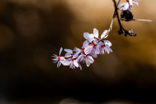 桃花