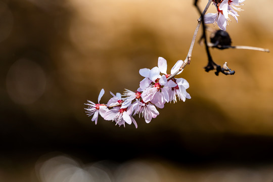 桃花