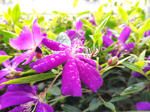 雨露滋润花朵
