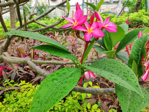 鸡蛋花