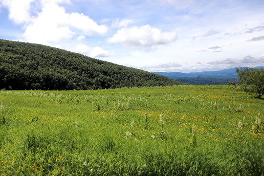 长白山西坡上山车道花海