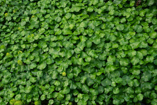 绿色植物墙绿叶墙广告背景素材