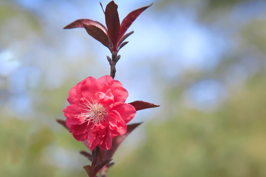 梅花