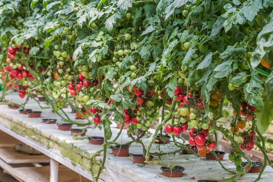 小西红柿种植