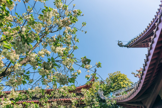 重庆南山佛教寺庙涂山寺风光