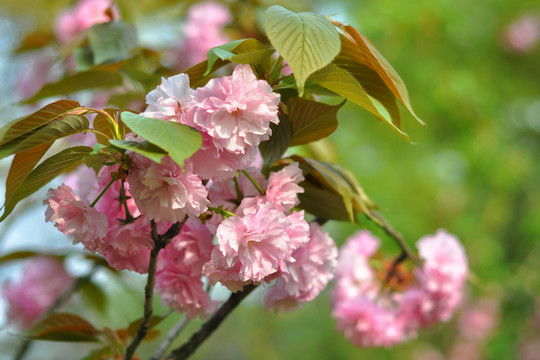南京玄武湖樱花