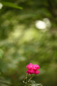 和田玫瑰花