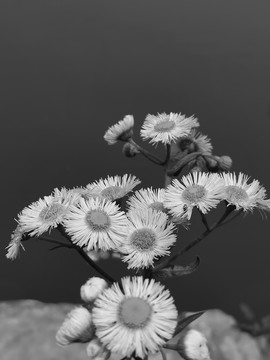 盛开的花朵