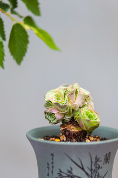 多肉植物