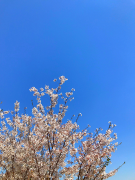 春天的花树