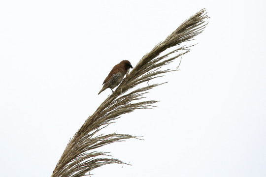 斑文鸟在芦苇上