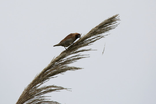 斑文鸟啄食芦苇