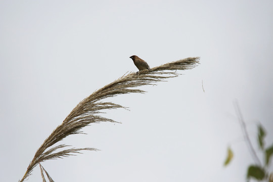 芦苇上的斑文鸟