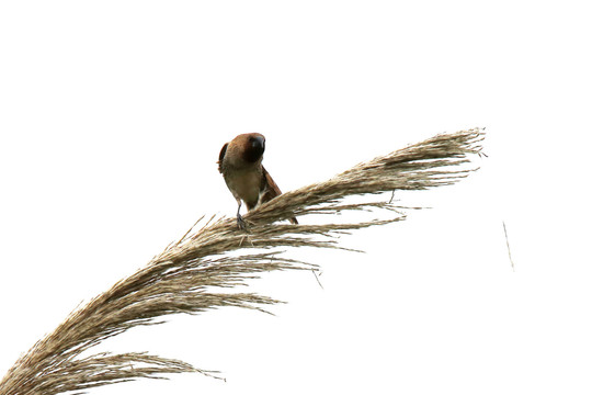 芦苇上的斑文鸟在伸懒腰